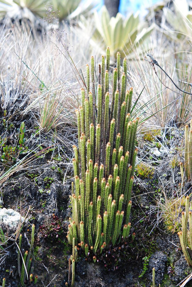 Jamesonia Jamesonia goudotii Ferns and Lycophytes of the World