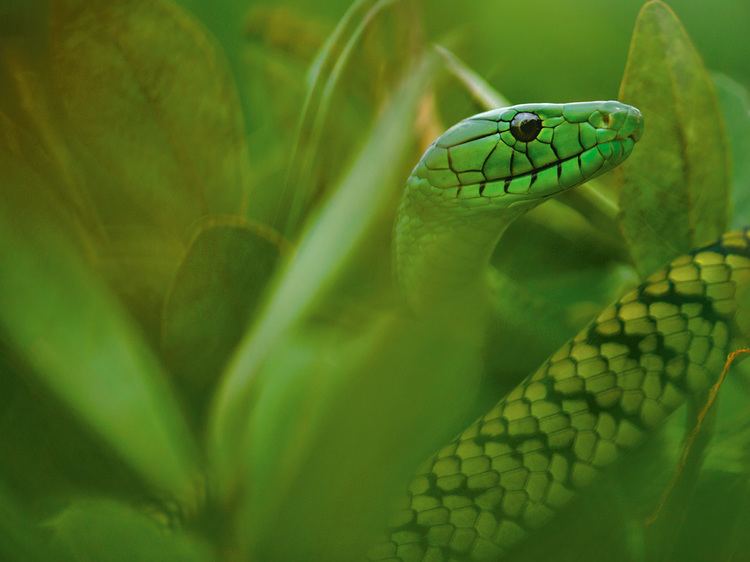 Jameson's mamba Jameson39s Mamba Picture Snake Wallpaper National Geographic