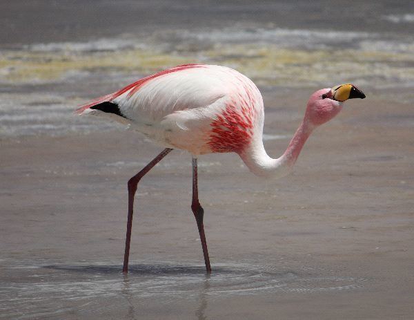 James's flamingo Puna Flamingo or James39s Flamingo Flamingo Facts and Information
