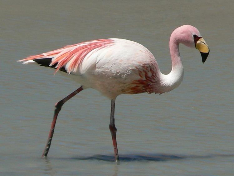 James's flamingo James39 flamingo