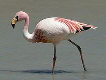 James's flamingo httpsuploadwikimediaorgwikipediacommonsthu