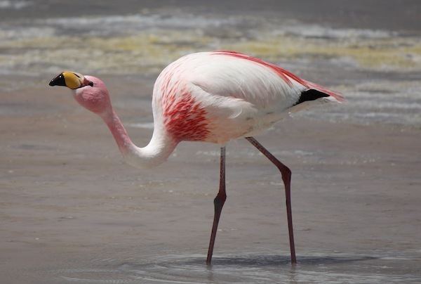 James's flamingo James39s Flamingo Animal Facts and Information
