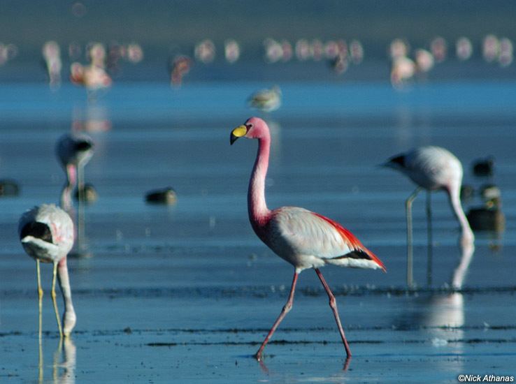 James's flamingo antpittacom Photo Gallery Flamingos