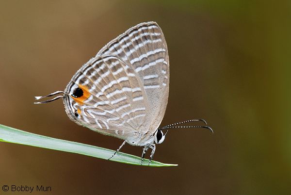 Jamides ButterflyCircle Checklist