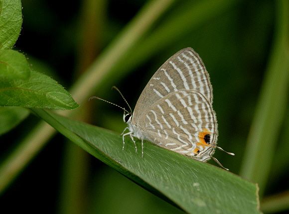 Jamides celeno Butterflies of Malaysia Jamides celeno
