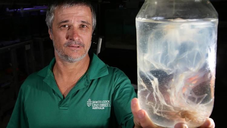 Jamie Seymour FNQ jellyfish research goes ahead without key expert Cairns Post