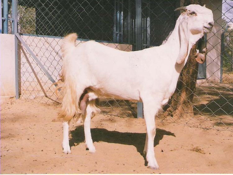 Jamnapari goat Jamunapari Goat Breed Profile Information SheepFarmin SheepFarmin