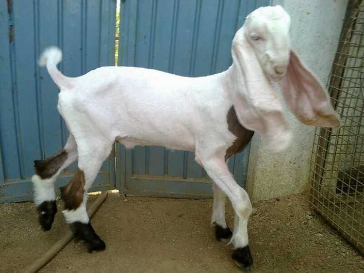 Jamnapari goat Jamnapari Goats Nomad Nubians