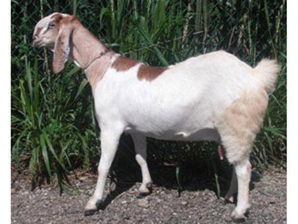 Jamnapari goat Jamunapari All About Jamunapari Goat Breed