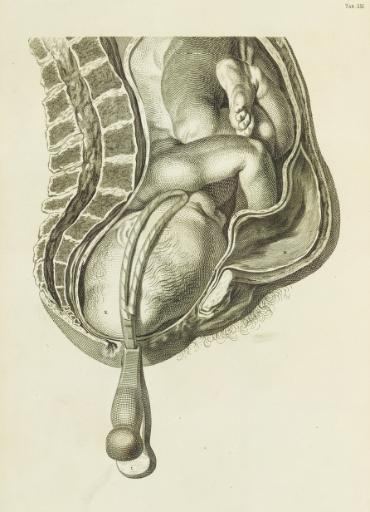 Jan van Rymsdyk Jan van Rymsdyk Drawer of Wombs The Sterile Eye