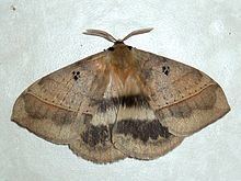 Jana (moth) httpsuploadwikimediaorgwikipediacommonsthu