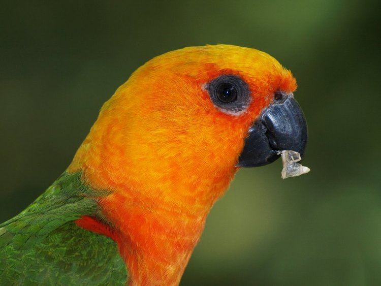 Jandaya parakeet Jandaya Parakeet by samboardman on DeviantArt