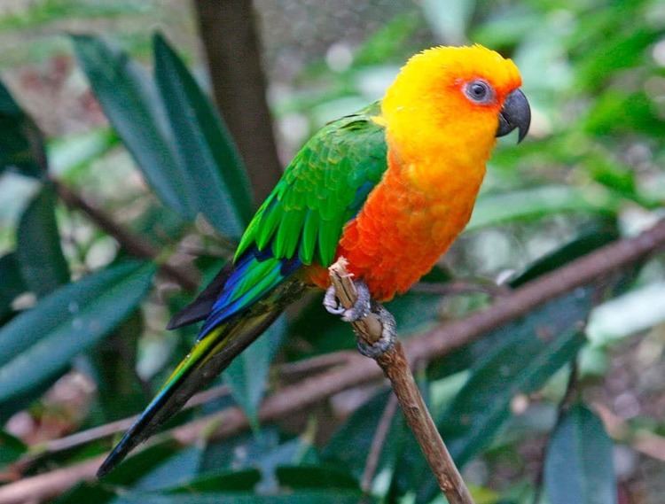 Jandaya parakeet Jandaya Parakeet Aratinga jandaya Exotic birds Pets