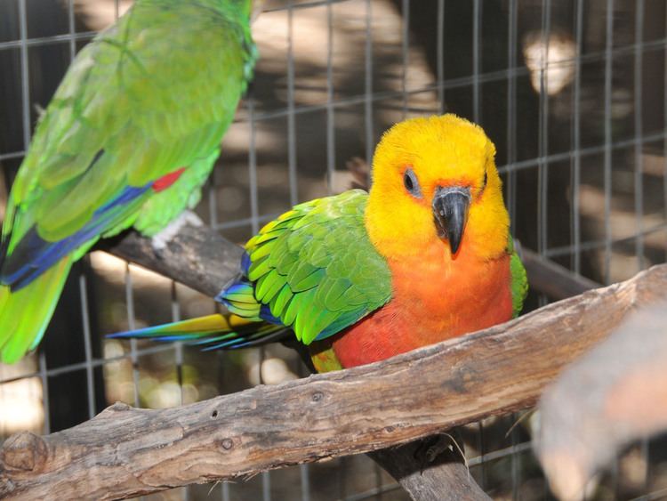 Jandaya parakeet The Online Zoo Jandaya Parakeet
