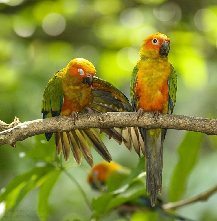 Jandaya parakeet Jandaya parakeet Jenday conure Aratinga jandaya Birds