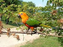 Jandaya parakeet httpsuploadwikimediaorgwikipediacommonsthu