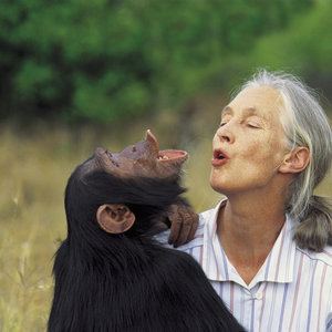 Jane Goodall ladyofthezoosfileswordpresscom201401janegoo