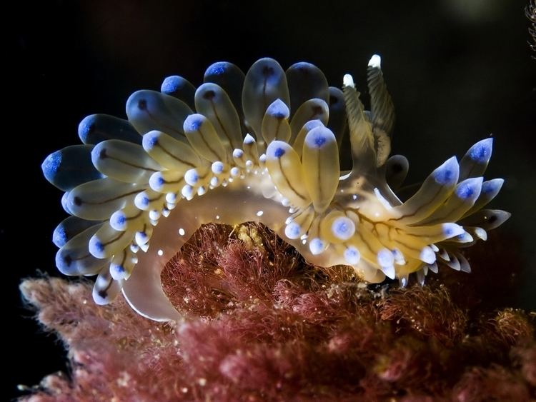 Janolus cristatus Underwater Photographer Antonio Martin39s Gallery Nudibranchs