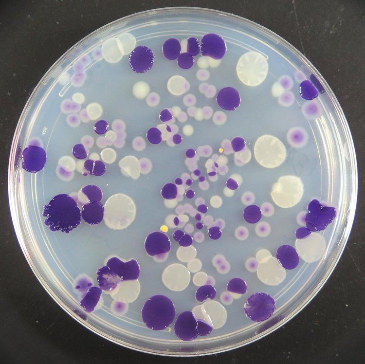 Janthinobacterium Jay T Lennon on Twitter quotPhenotypic heterogeneity in