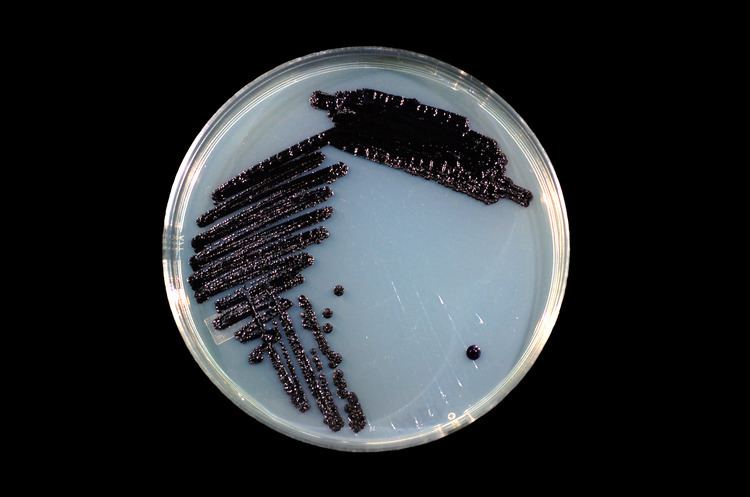 Janthinobacterium Janthinobacterium lividum Wikipedia