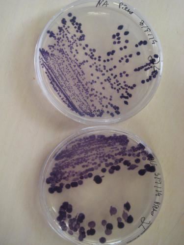 Janthinobacterium Janthinobacterium lividum JL