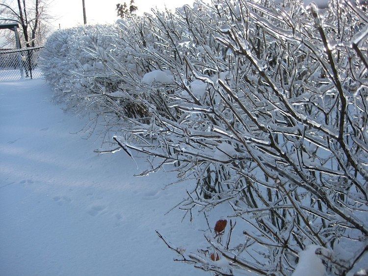 January 2009 North American ice storm