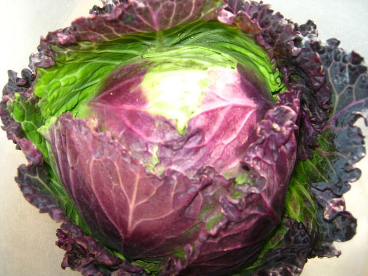 January King cabbage Roast January King Cabbage NOTES ON THE MENU for classic and