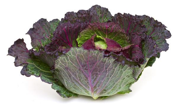January King cabbage King Cabbage