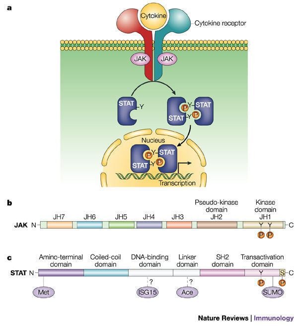 Janus kinase Figure 1 Regulation of JAKSTAT signalling in the immune system