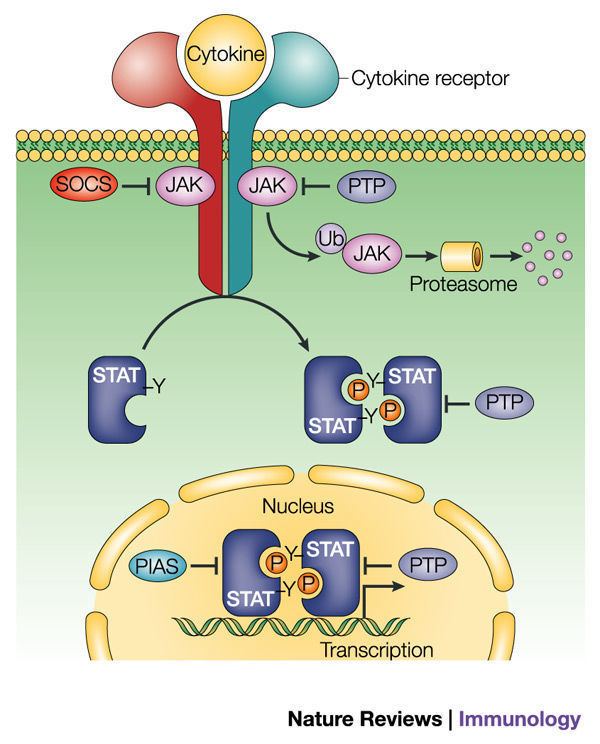 Janus kinase Regulation of JAKSTAT signalling in the immune system Article
