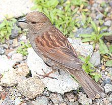 Japanese accentor httpsuploadwikimediaorgwikipediacommonsthu