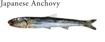 Japanese anchovy Principal Commodity quotFishquot ABECHO SHOTEN COLTD