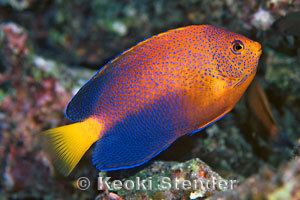 Japanese angelfish Angelfishes Family Pomacanthidae