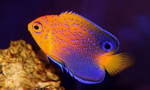 Japanese angelfish JAPANESE ANGELFISH fish love Pinterest Angelfish