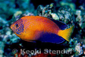 Japanese angelfish Index of divingphotosphotos42