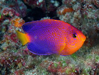 Japanese angelfish Interruptus Angel Japan