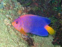 Japanese angelfish Japanese angelfish Wikipedia