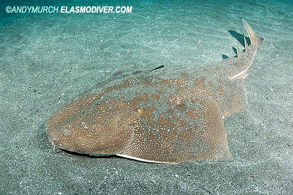 Japanese angelshark Japanese Angel Shark Pictures Images of Squatina japonica