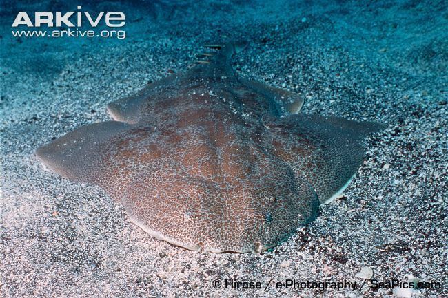 Japanese angelshark Japanese angelshark videos photos and facts Squatina japonica