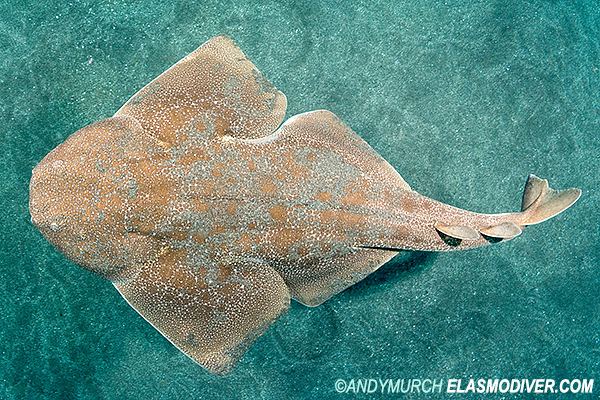 Japanese angelshark Japanese Angel Shark Information and Pictures of Squatina japonica