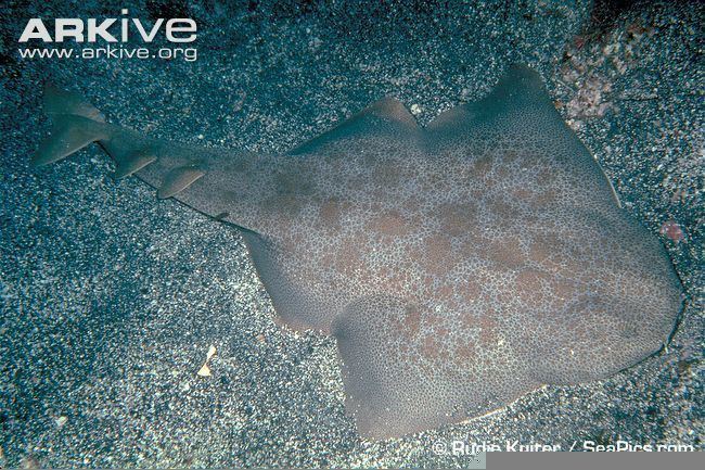 Japanese angelshark Squatina Japonica Japanese angel shark sharks rays and chimaeras