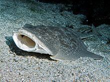 Japanese angelshark httpsuploadwikimediaorgwikipediacommonsthu