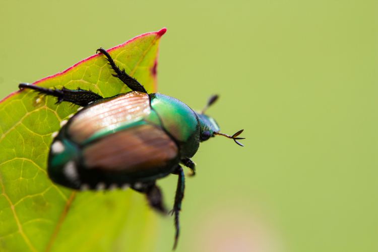 Japanese beetle How to Get Rid of Japanese Beetles Control Bugs and Garden Pests