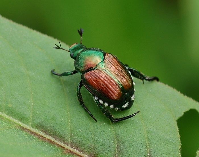 Japanese beetle AllNatural Ways To Save Your Garden From Japanese Beetles Off The