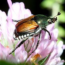 Japanese beetle httpsuploadwikimediaorgwikipediacommonsthu