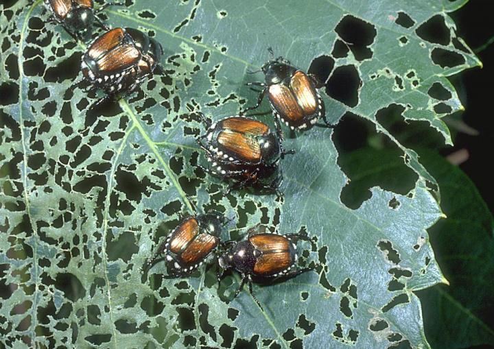 Japanese beetle How to Get Rid of Japanese Beetles Control Bugs and Garden Pests