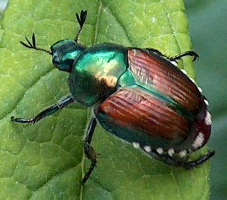 Japanese beetle japanese beetle minnesota