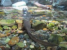 Japanese black salamander httpsuploadwikimediaorgwikipediacommonsthu