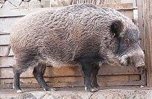Japanese boar httpsuploadwikimediaorgwikipediacommonsthu