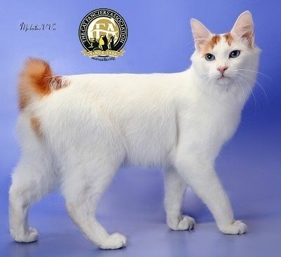 Japanese Bobtail - Alchetron, The Free Social Encyclopedia